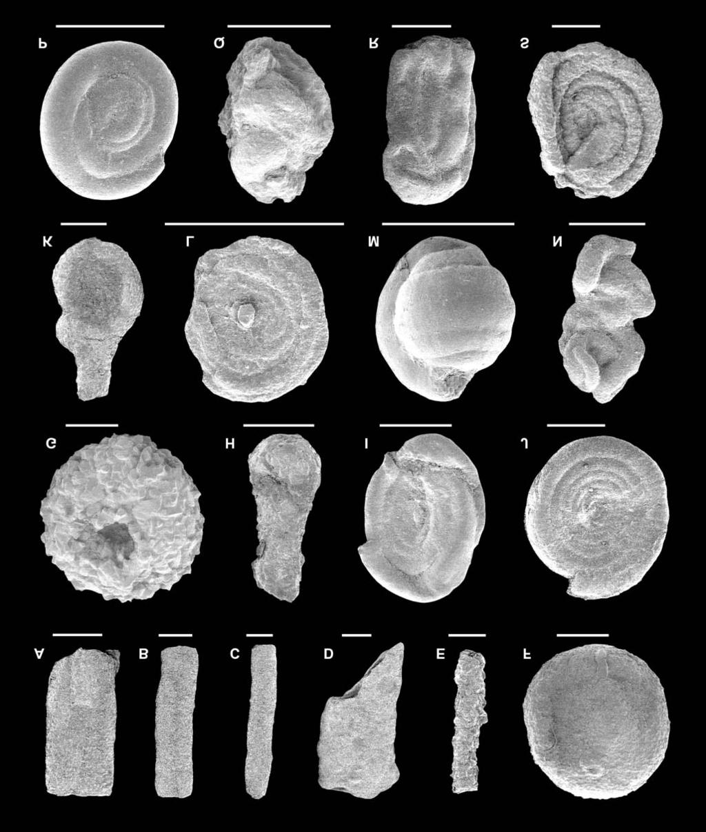 260 S. KENDER ET AL. Fig. 10. Foraminifera from the Variegated Shales near Barwinek. A C Rhabdammina spp. (Z1, Z1, Z1); D Nothia sp. (Z1); E Rhizammina spp.