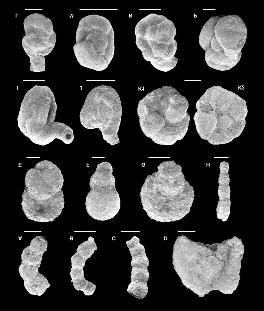 FORAMINIFERA FROM THE MAGURA VARIEGATED SHALES 263 Fig. 11. Foraminifera from the Variegated Shales near Barwinek.