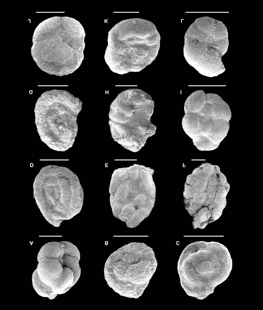FORAMINIFERA FROM THE MAGURA VARIEGATED SHALES 265 Fig. 12. Foraminifera from the Variegated Shales near Barwinek. A Paratrochamminoides mitratus (Grzybowski) (S15); B, C Paratrochamminoides cf.