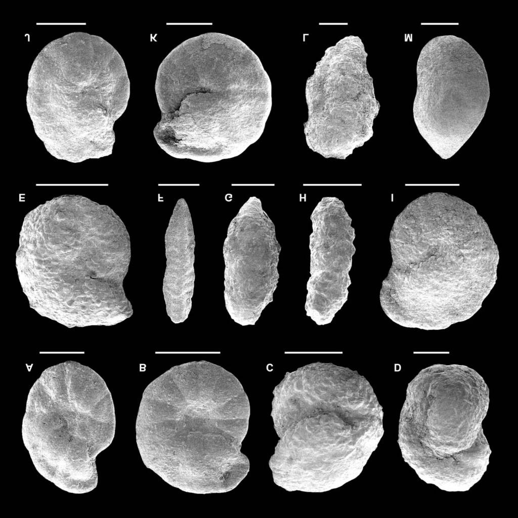 FORAMINIFERA FROM THE MAGURA VARIEGATED SHALES 267 Fig. 13. Foraminifera from the Variegated Shales near Barwinek. A Haplophragmoides walteri (Grzybowski) (S12); B Haplophragmoides sp.