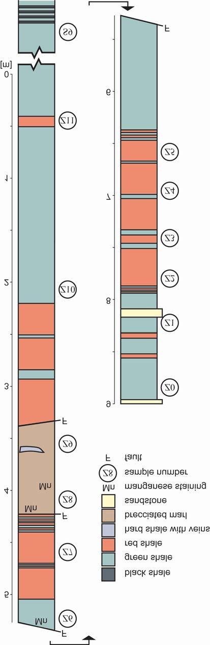 FORAMINIFERA FROM THE MAGURA VARIEGATED SHALES 255 Fig. 6. Relative abundance of important species and faunal groups in the samples from Zyndranowa (locality 1) between two assemblages, and Fig.