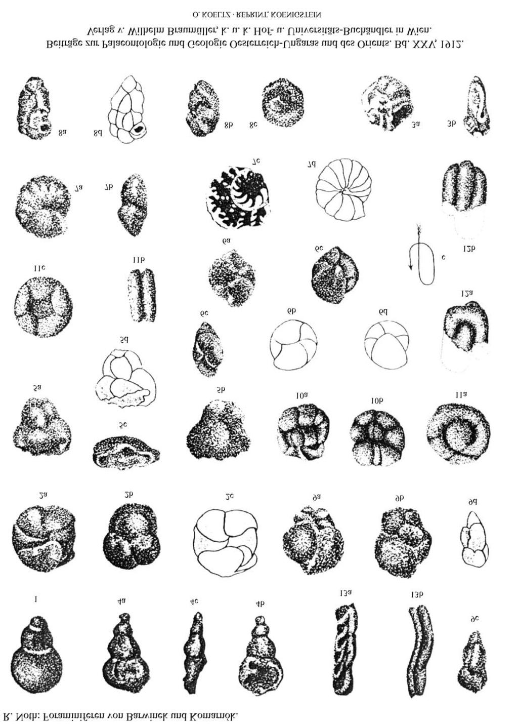 FORAMINIFERA FROM THE
