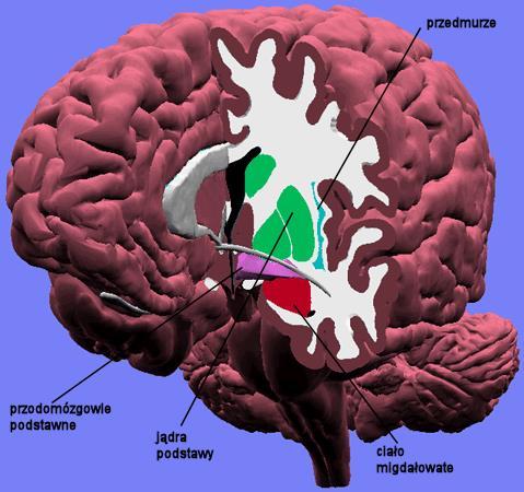 film lokalizacja przodomózgowia podstawnego (w tym