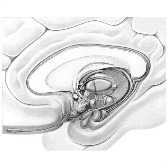 18 układ limbiczny (rąbkowy) główne struktury