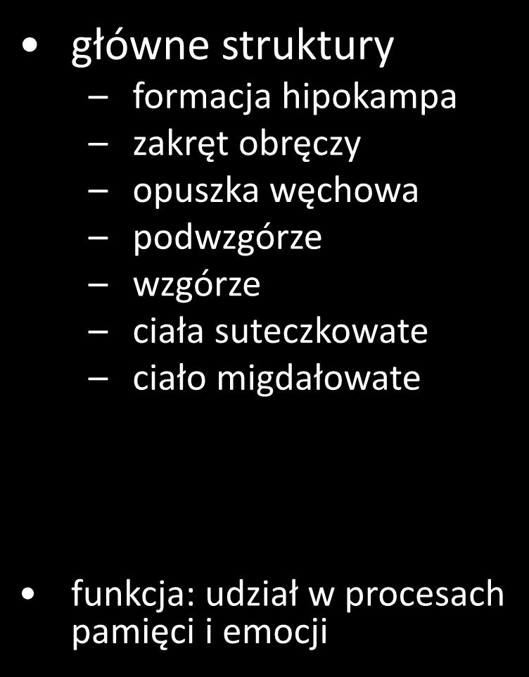 węchowa podwzgórze wzgórze ciała suteczkowate