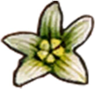 Bdioica w grze 11, Bdioica w grze 12 Bdioica w naturze 13 Encyclopaedia Maxima Mundi:
