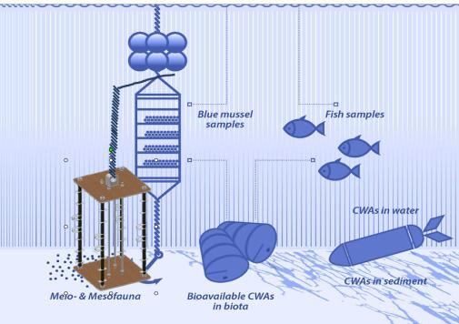 Corrosion of ammunition dumpedin the Baltic Sea Korozja amunicji zatopionej w Morzu Bałtyckim a) b) Fig. 3.