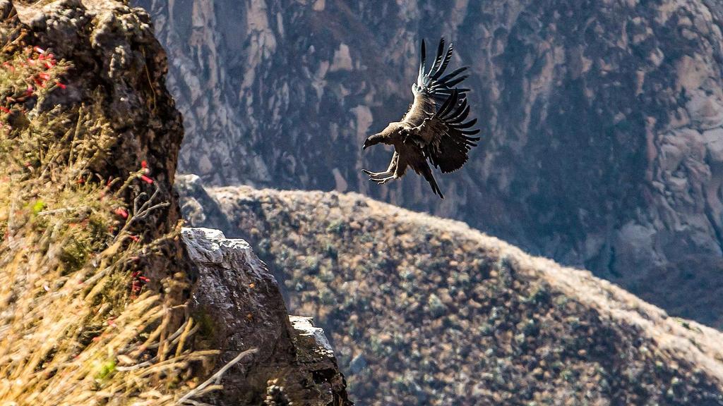 DZIEŃ 4 KANION COLCA JEZIORA TITICACA KANION COLCA PUNO Wstajemy o świcie i po śniadaniu wyruszamy w kierunku Kanionu Colca, który uważany jest za najgłębszy kanion na Ziemi. Ma długość ok.
