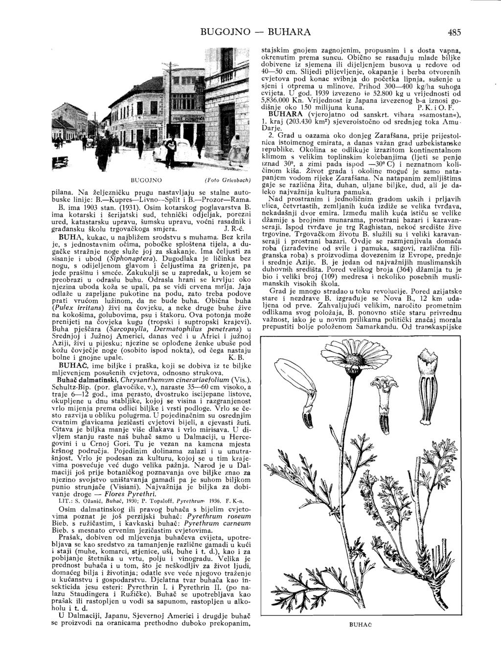 BUGOJNO - BUHARA 485 BUGOJNO (Foto Griesbach) pilana. Na željezničku prugu nastavljaju se stalne autobuske linije: B.-Kupres-Livno-Split i B.-Prozor-Rama. B. ima 1903 stan. (1931).