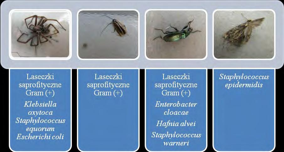 Stan czystości mikrobiologicznej pozyskanych Arthropoda przedstawiają Rycina 3 i 4.