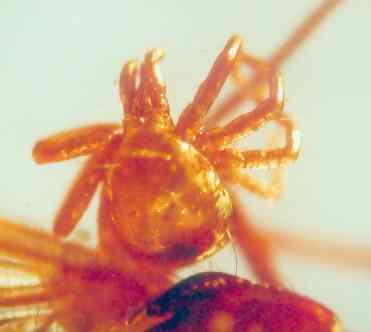 na prawo) Smariidae (Fot. J.