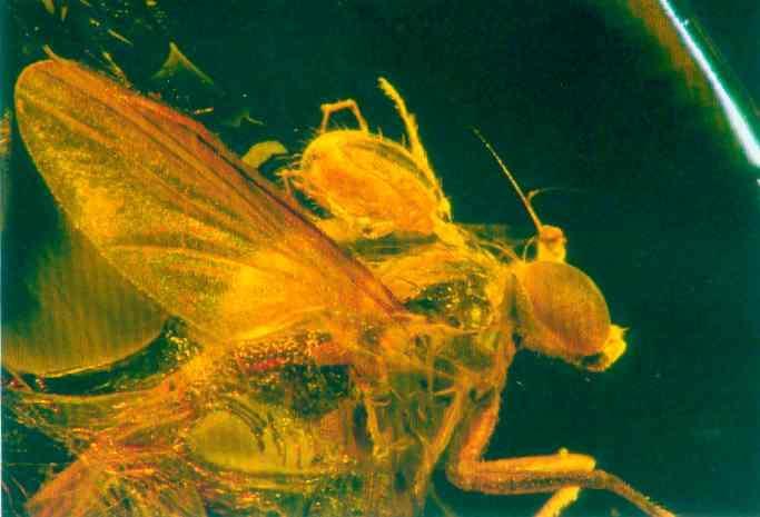 Ryc. 9 Powiązania roztoczy z owadami (Acari Insecta) typu pasożytnictwa i forezy utrwalone w bursztynie: (fot.