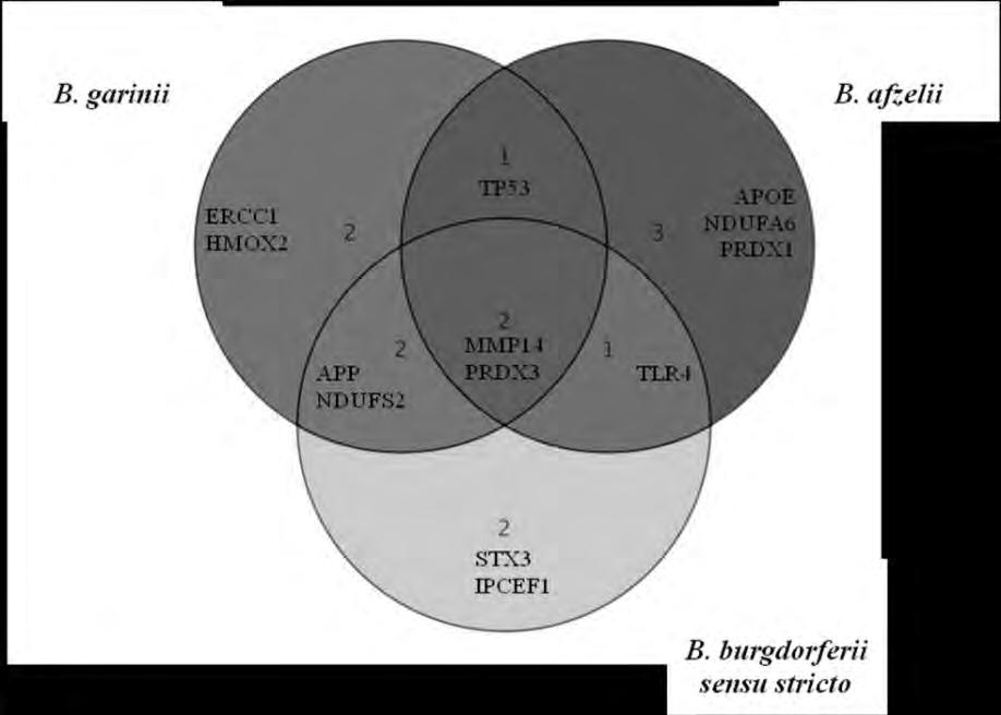 209766_at PRDX3 peroxiredoxin 3 211300_s_ at TP53 tumor protein p53 211658_at PRDX2 peroxiredoxin 2 211852_s_ at ATRN attractin 212013_at PXDN peroxidasin interaction protein for 214735_at IPCEF1