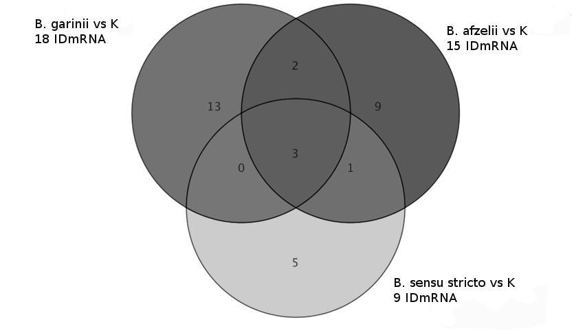 Ryc. 2 Diagram Venn grupujący mrna wytypowane testem post-hoc Tukeya po teście jednoczynnikowym ANOVA (Tab.II) w zależności od specyficzności różnicowania grup transkryptomów. Tab.III.
