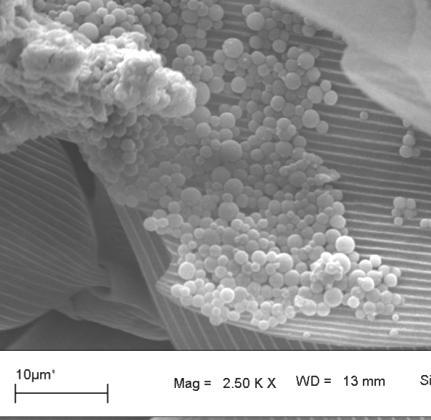 Fig.3 Fungal pellets on surface of wing Fig.