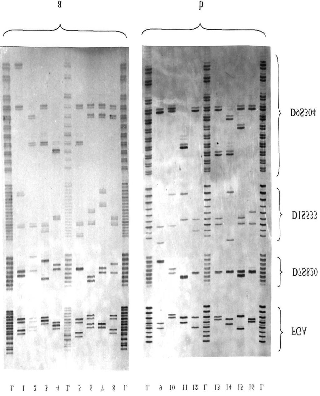 Polymorphism of STR systems... 87 lates to the FGA system, whose allelic ladder includes only 8 alleles with an even number of tetranucleotide repeats.