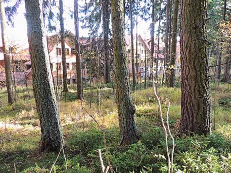 8), najbliżej tablicy; obwód: 88 cm, powierzchnia od strony SE, na wys. 110-160 cm; monitorowane: Hp, Pa; 5/ Przy wejściu na czerwony szlak koło Orlinka; trzy modrzewie na lewo od szlaku (ryc.