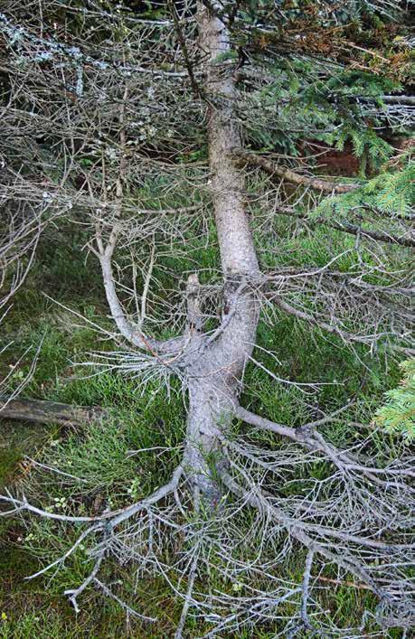 Ryc. 13. Powierzchnia skalna koło Samotni (nr 10); największa żółtawa plecha to monitorowany wzorzec alpejski Rhizocarpon alpicola. Ryc. 12. Drzewo A (świerk) na powierzchni nr 9.