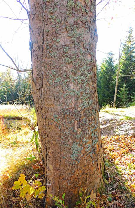 A: klon Acer platanoides; obwód: 100 cm, powierzchnia od strony NE, na wys. 20-70 cm; monitorowany: Pha; B: jawor Acer pseudoplatanus; obwód: 179 cm, powierzchnia od strony SW, na wys.