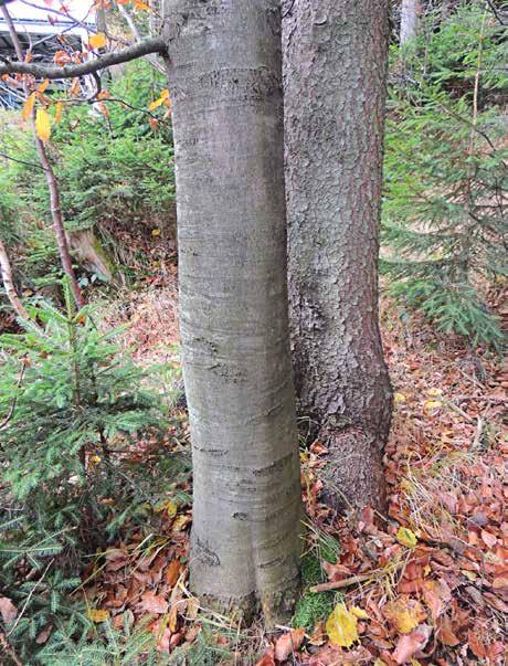 wys. 110-160 cm; brak gatunków monitorowanych; B: osika Populus tremula, obok poprzedniego, z budką dla ptaków; obwód: 130 cm, powierzchnia od strony N, na wys.