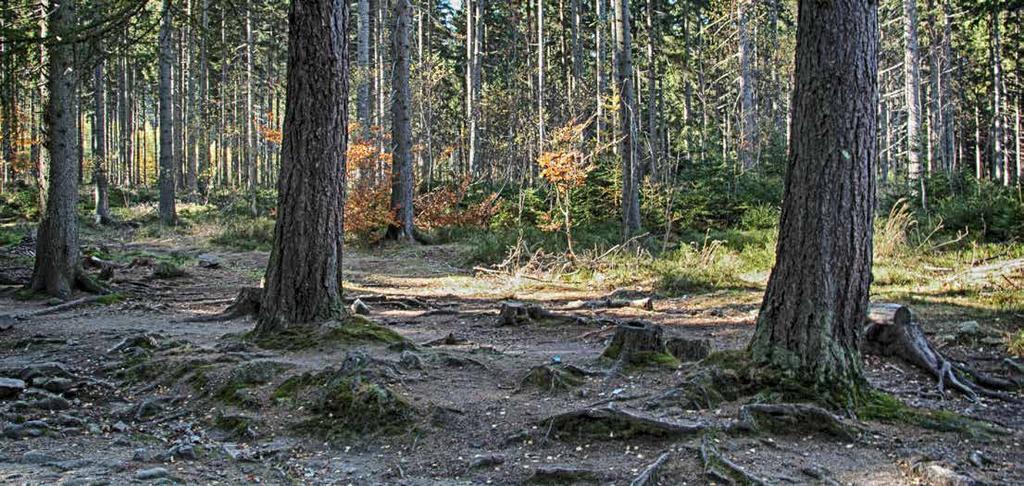 Ryc. 27. Drzewa monitoringowe przy wejściu do Wąwozu Kamieńczyka (pow. 30).
