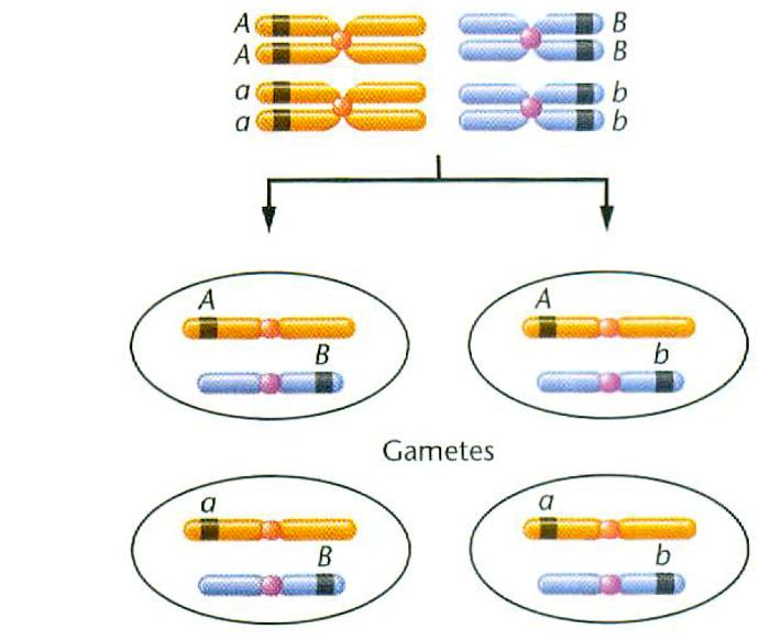 Geny i chromosomy Allele genów zlokalizowanych na różnych chromosomach segregują niezależnie (II prawo Mendla)