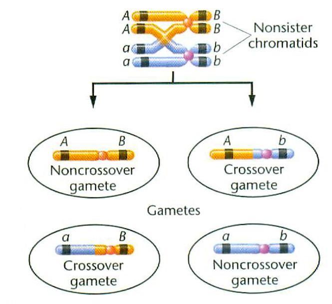 Sprzężenie Crossing-over (rekombinacja chromatyd niesiostrzanych w mejozie) Dla 2 genów: 2 równoliczne klasy gamet rodzicielskich 2 równoliczne klasy