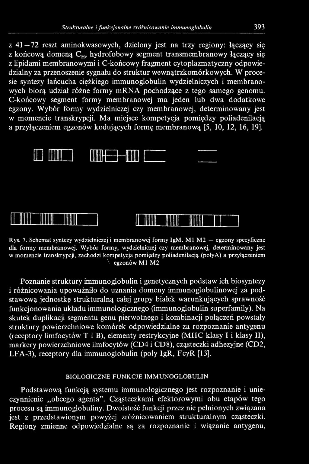 W procesie syntezy łańcucha ciężkiego immunoglobulin wydzielniczych i membranowych biorą udział różne formy mrna pochodzące z tego samego genomu.