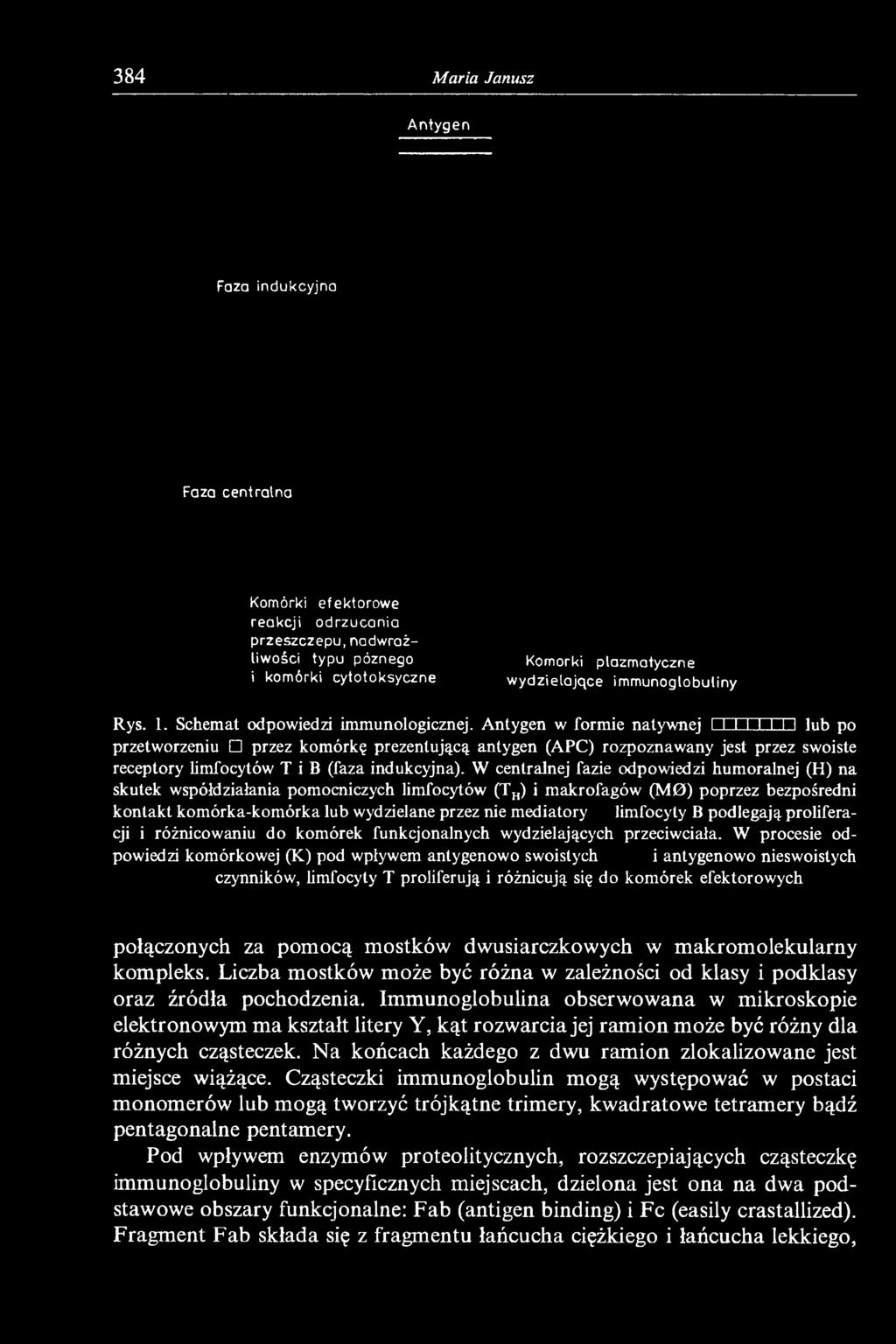 Antygen w formie nalywnej I I I I 1 I fi lub po przetworzeniu przez komórkę prezentującą antygen (APC) rozpoznawany jest przez swoiste receptory limfocytów T i B (faza indukcyjna).