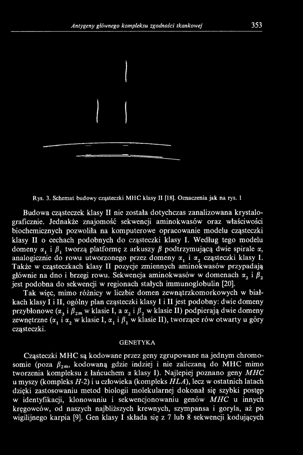 Jednakże znajomość sekwencji aminokwasów oraz właściwości biochemicznych pozwoliła na komputerowe opracowanie modelu cząsteczki klasy II o cechach podobnych do cząsteczki klasy I.