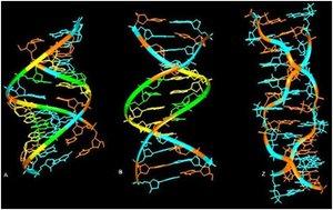 Z przeprowadzonych doświadczeń wiadomo, że niektóre z postaci DNA ulegają przekształceniu wewnętrznemu, po zadziałaniu na nie np. różnymi stężeniami soli, czy pod wpływem hydratacji [11].