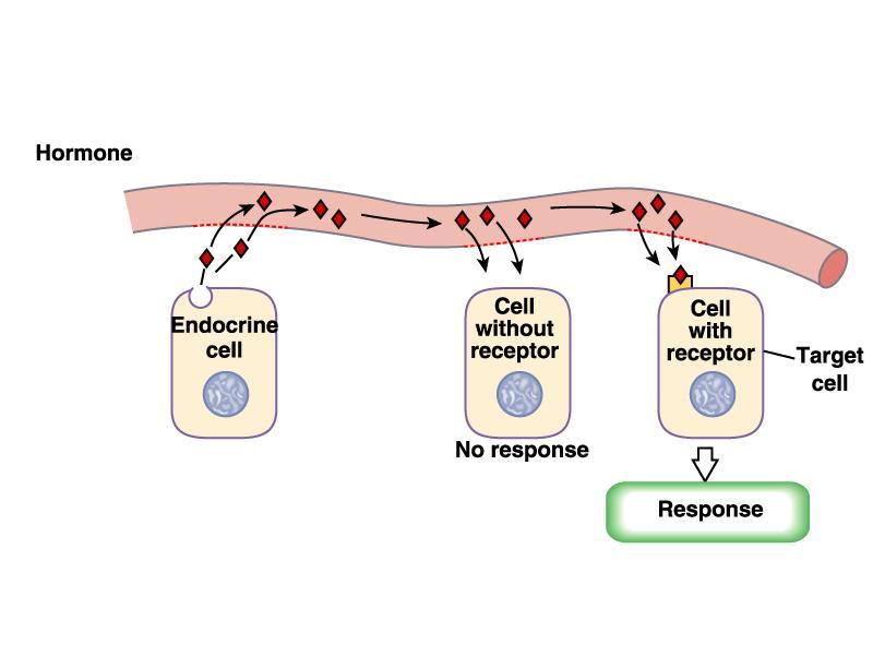 3. transmisja endokrynowa oddalenie miejsca syntezy od miejsca działania cząsteczka sygnałowa nosi nazwę hormonu zwykle przenoszona przez układ krwionośny (wyjątek: neurony podwzgórza) Cząsteczki