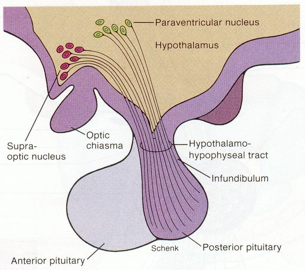 hormonu w ciele neuronu, jego