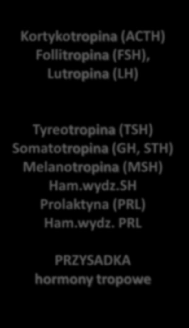 Prolaktoliberyna(PRH) Prolaktostatyna (PIH) Tyreotropina (TSH) Somatotropina