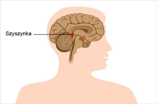 HORMONY GRUCZOŁÓW OBWODOWYCH Znajduje się w nadwzgórzu (struktura międzymózgowia) nad III komorą; hormon: MELATONINA (syntetyzowana z tryptofanu i serotoniny); regulacja syntezy: przy udziale jądra