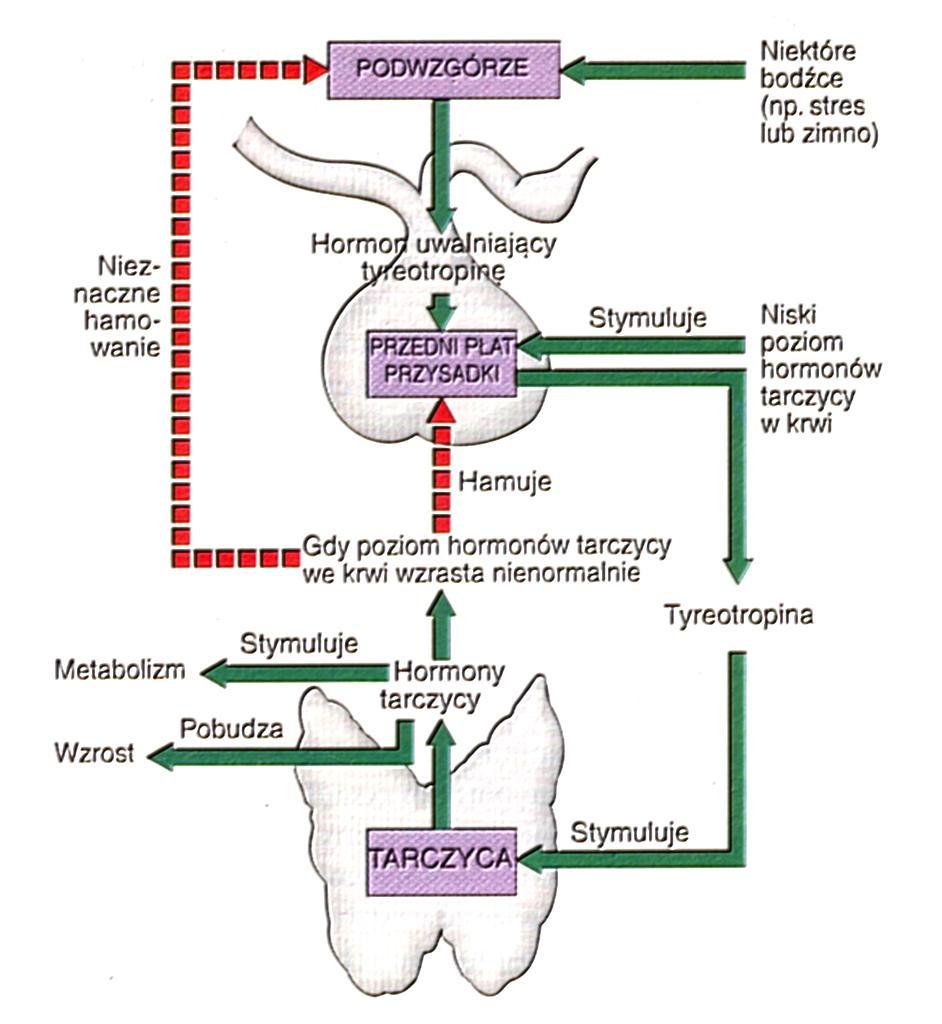 Hormony tarczycy kontrolują funkcje organizmu, takie jak: - tempo metabolizmu - tętno - temperatura ciała -