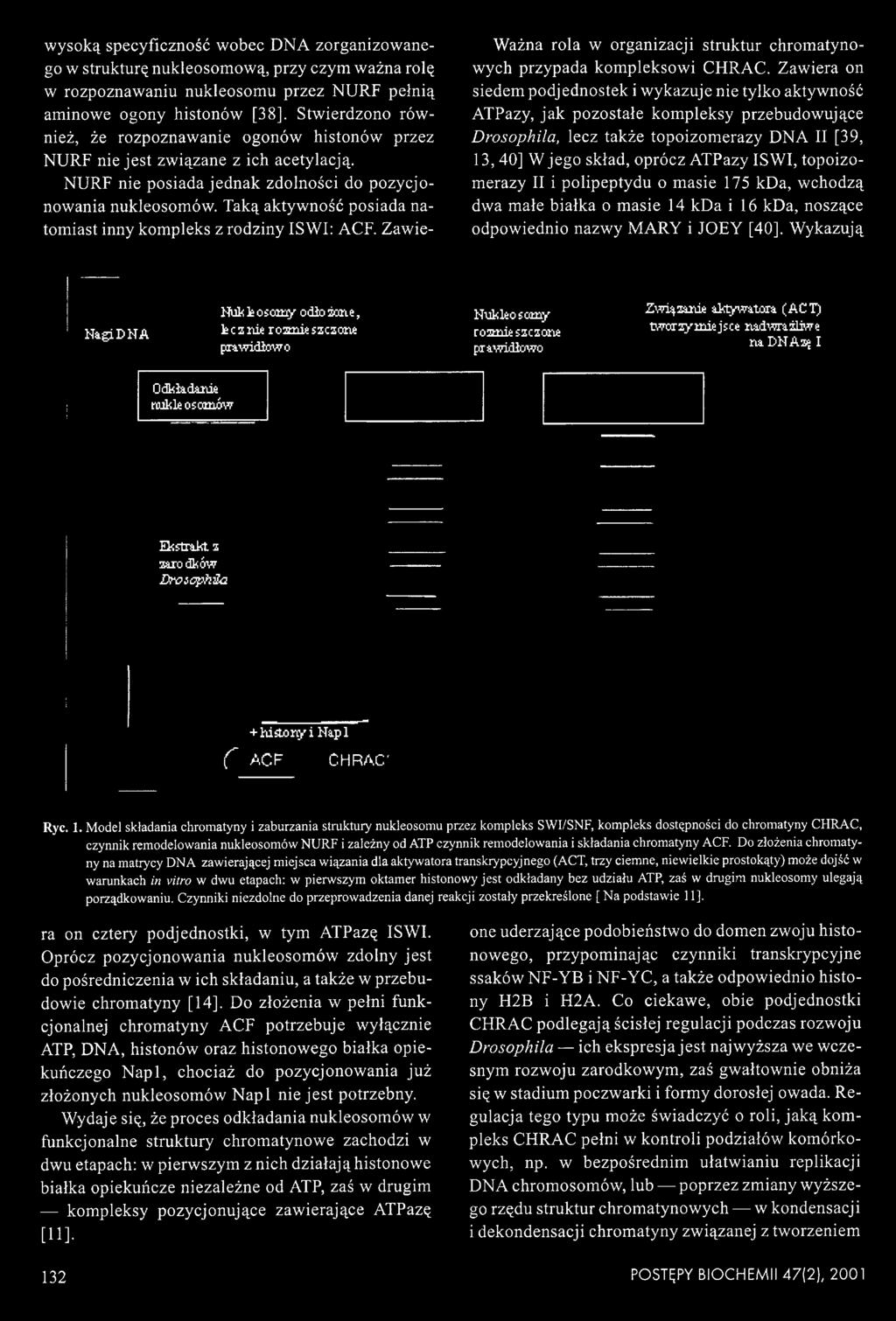 Taką aktywność posiada natomiast inny kom pleks z rodziny ISWI: ACF. Zawie- Ważna rola w organizacji struktur chromatynowych przypada kompleksowi CF1RAC.