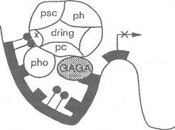 Przypuszczalny mechanizm (a, b) represji przez Pc-G i (c, d) aktywacji przez trx-g.