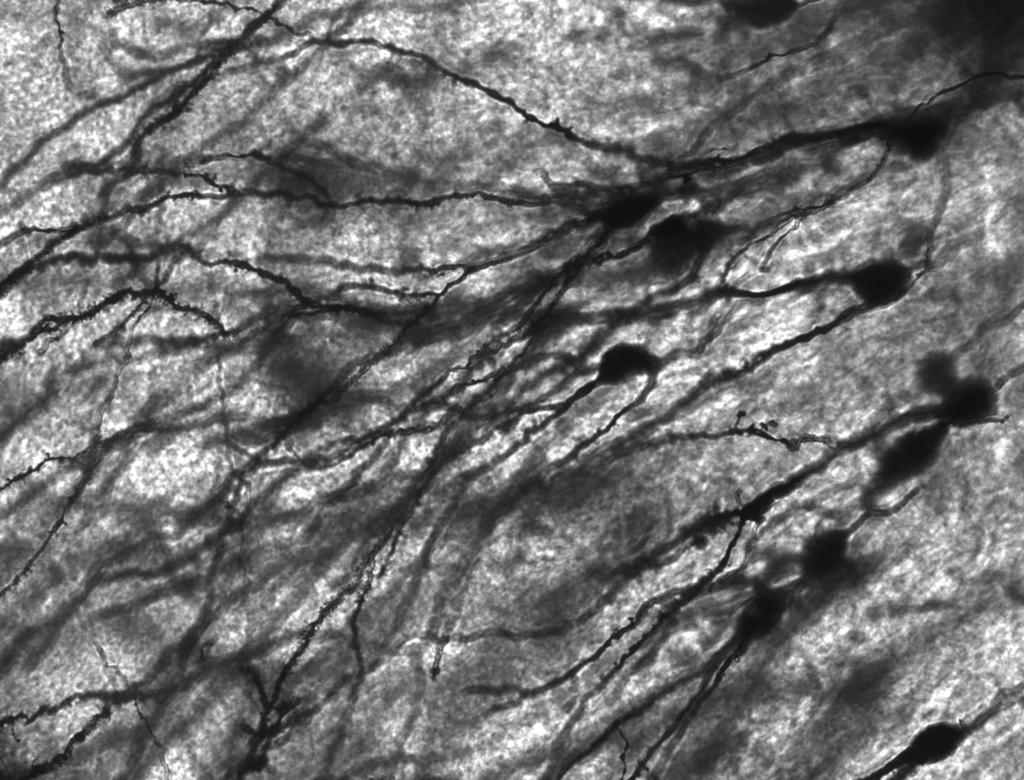 Biologiczny mózg Komórka neuronowa