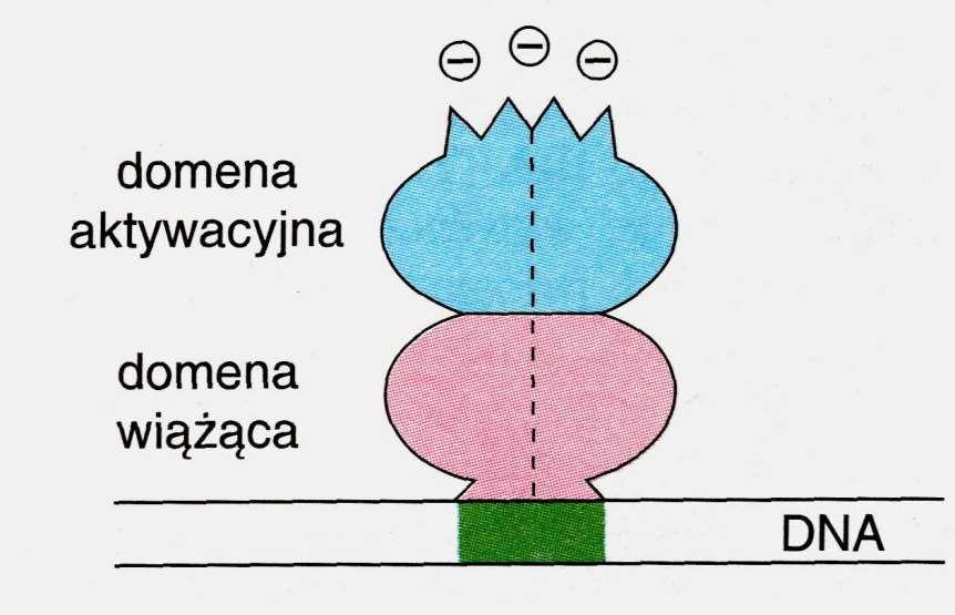 Czynniki transkrypcyjne: Posiadają strukturę złożoną z co najmniej dwóch domen: * domeny wiążącej DNA (DNA-binding domain) * domeny aktywującej (activation domain) Schemat budowy czynników