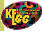 Bazy danych sieci zależności genów i ich produktów Signal Transduction Knowledge Environment http://stke.sciencemag.org Kyoto Encyclopedia of Genes and Genomes http://www.genome.ad.