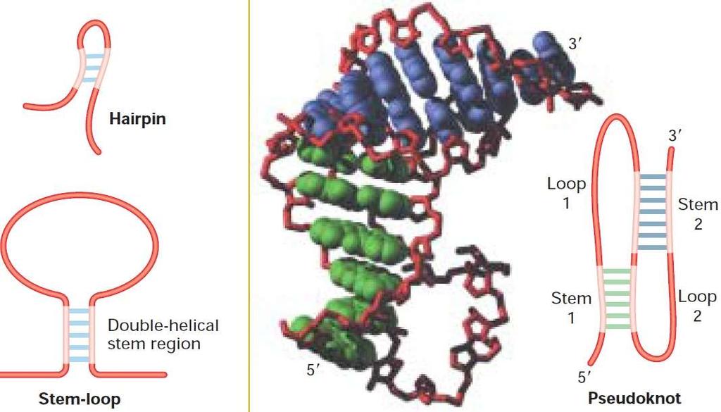 FIGURE 12-9 Model of spliceosome-mediated splicing of pre-mrna.