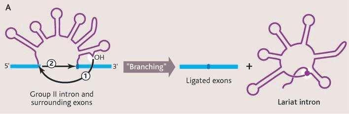 Fig. 1. (A) The lariat mechanism for self-splicing group II introns. Step 1, 2 -hydroxyl attacks intron terminus. Step 2, Exons are ligated together.