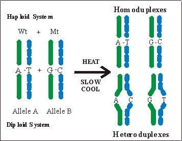 Mini-słowniczek SNP (Single Nucleotide Polymorphism) - zmienność sekwencji DNA; HET - analiza heterodupleksów; HPLC -