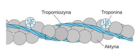 miofilamenty c.d.