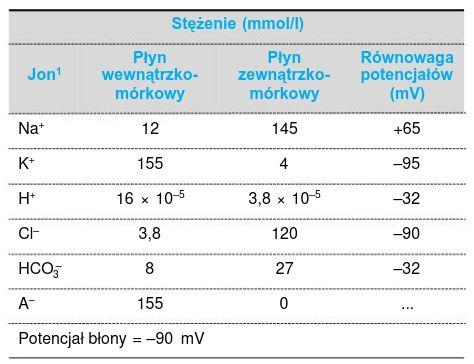 przepływ jonów potencjał spoczynkowy i czynnościowy potencjał spoczynkowy -90 mv potencjał czynnościowy 2-4 ms,