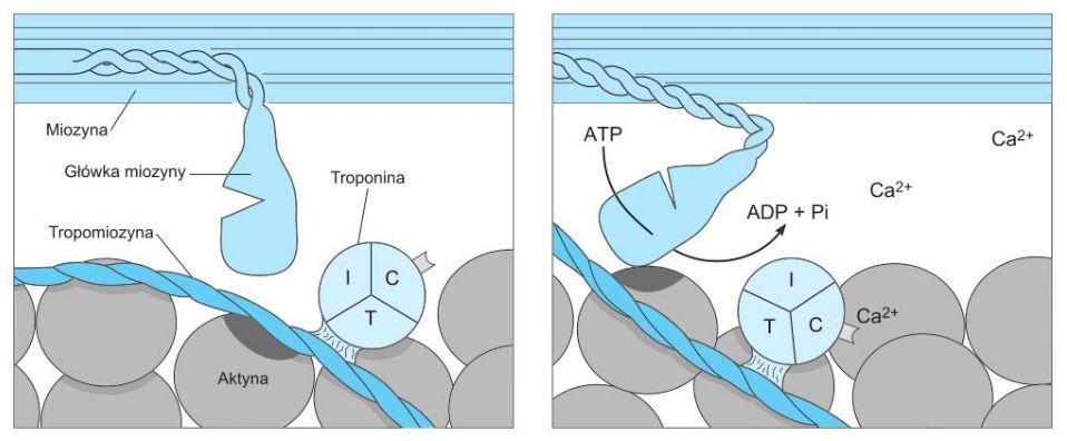 molekularny mechanizm pracy mięśni sprzężenie elektromechaniczne polega na wywołaniu skurczu przez depolaryzację włókna mięśniowego skurcz: następuje kotwiczenie pojedynczej główki miozyny II w