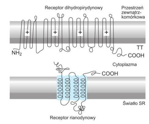 jeszcze o CA2+ skąd bierze się Ca2+ aktywujący filamenty? 1. 2. 3. impuls z zewnątrz depolaryzuje kanalik T sąsiadujący z cysternami brzeżnymi (triada mięśniowa).