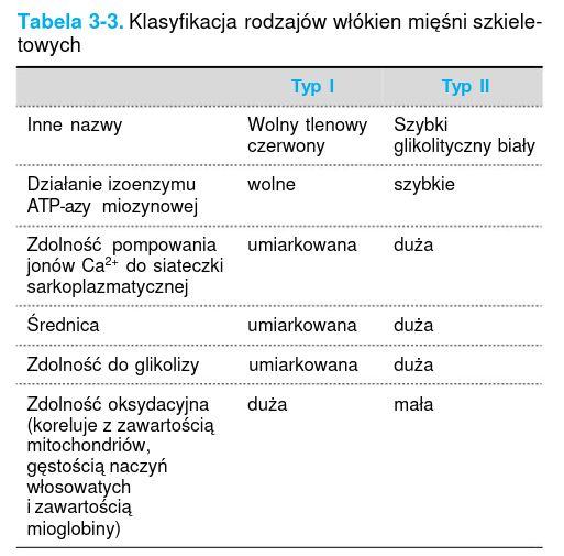 rodzaje włókien mięśniowych czerwone: wolna reakcja, długa latencja, długie i wolne skurcze utrzymujące postawę białe: szybkie,