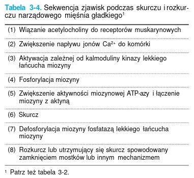 trzewne mięśnie gładkie napięcie (tonus) - stan częściowego skurczu niestabilny potencjał błonowy maks skurczu 500 ms po iglicy (w szkieletowych po 10 ms) inny mechanizm przewodzenia sygnału